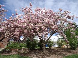 The delightful rich pink flowers grow in pendulous clusters that add stunning colors to spring gardens, parks, and landscapes. Japanese Flowering Cherry Facilities