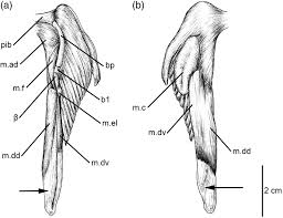 Find & download free graphic resources for png. Psammobatis Extenta Uerj 1886 5 Musculature Of Right Clasper A Download Scientific Diagram