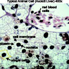 Are cell organelles visible under an electron microscope? Animal Slides Archives Dissection Connection