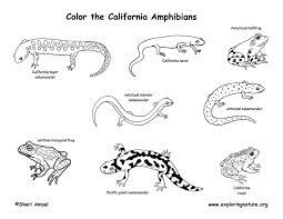 Whoa, look at this guy! California Amphibans Coloring Page Fish Coloring Page Coloring Pages Printables Kids