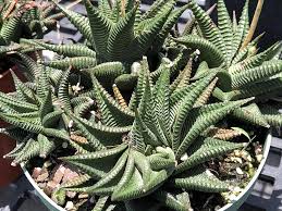 Image result for Haworthia limifolia