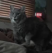 I Love This Picture So Much I Just Took It And Made It My Discord Profile Picturehttps I Redd It Rfvg68ou3ts21 Jpg Cute Animals Cat Lovers Funny Cats