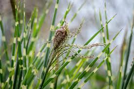 Image result for Miscanthus violaceus