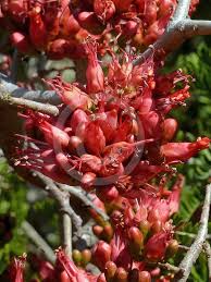 Image result for Schotia afra