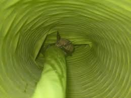 Image result for Mostuea batesii