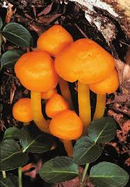 Image result for Russula perlactea