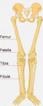 15 photos of the leg bones anatomy diagram. Human Skeleton Leg Bones Labeled Hd Png Download 289x705 5433073 Png Image Pngjoy