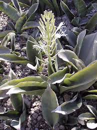 Image result for Sansevieria hyacinthoides