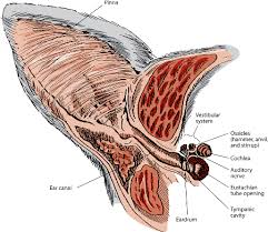 With a cat ear hematoma, natural treatment or home treatment will usually not be effective. Otitis Externa In Cats Cat Owners Merck Veterinary Manual
