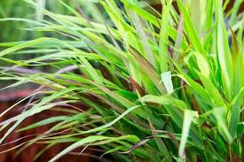 Image result for hakonechloa macra nicolas