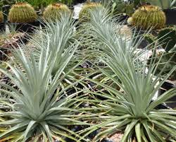 Image result for Pycnostachys coerulea