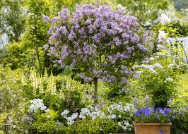 N'abandonnez pas l'idée de fleurir votre balcon ou votre terrasse sous prétexte qu'ils sont à l'ombre ; Les 7 Fleurs A Planter Sous Un Lilas Detente Jardin