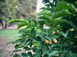 Image result for Clausena