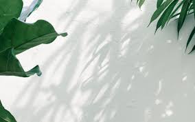 Check spelling or type a new query. Plants At A Botanical Gar Macbook Air Wallpaper Download Allmacwallpaper