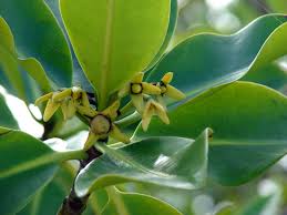 Image result for Rhizophora