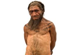 The lifesize model was created to illustrate the last of the neanderthals, the cover article in the october. Who Were The Neanderthals Natural History Museum