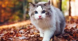 The amount of shedding hair is less than the outdoor cats due to the artificial light inside the house, but it also depends on the control of the constant temperature in your home. Do Ragdoll Cats Shed Ragdoll Guide
