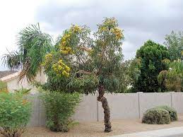 Download bubble gum video clips with nothing to join! Eucalyptus Erythrocorys Alchetron The Free Social Encyclopedia