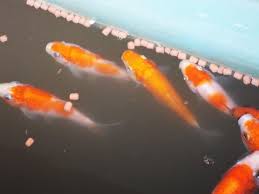 Penyebab lain yang bisa membuat ikan cupang mati adalah ketika kamu terlalu banyak memberinya makan. Budidaya Ikan Mas Bibitikan Net