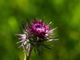 Maybe you would like to learn more about one of these? Flower Thistle Red Free Photo On Pixabay