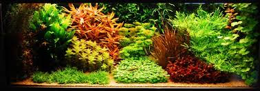 Planted aquariums also go by the name aquascaping which is essentially underwater gardening. 7 Aquascaping Styles For Aquariums The Aquarium Guide