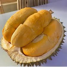 Check spelling or type a new query. Jual Bibit Durian Duri Hitam Oche Asli Unggul Murah Bergaransi