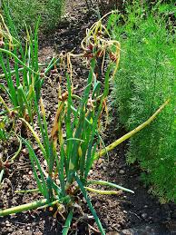 Ipswich advertiser april 25, 2018 10:04am. Growing Shallots Eschalots In Australia Temperate Climate