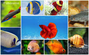 The ember tetra is an eye catching fish that will light up any aquarium, and its temperament makes it a great choice for any community tank. 14 Compatible Betta Fish Tankmates All Inclusive Guide