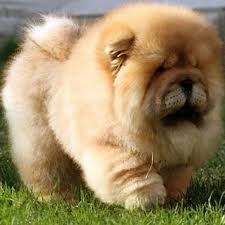 Should be thoroughly socialized finer if they are young. Chow Chow Puppy Cute Online Shopping