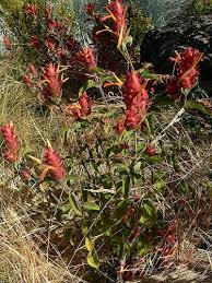 Image result for Justicia odora