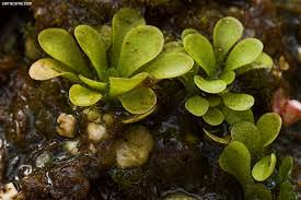 Image result for Genlisea