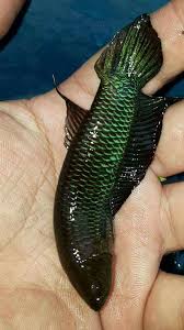 Betta fish, also known as siamese fighting fish, are native to thailand, vietnam, cambodia, and laos. Bettas Wholesale Indonesia Tropical Fish Aquarium Fish Rare Exotic Fish Exporter