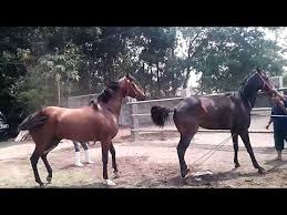 Horse buffalo meetingkuda dewasa vs kuda kecil kuda kawin kudakawin perrkawinanhewankawinkeluar by : Teryata Begini Cara Kuda Kawin Vidoemo Emotional Video Unity