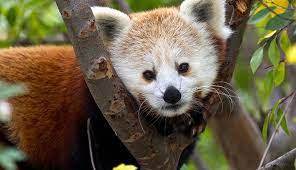 The Chinese Name For The Red Panda Is Hun Ho Meaning Fire Fox Red Panda Red Panda Baby Animals