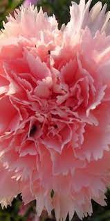 Carnation Flowers Pink Flowers Dianthus Flowers