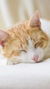 Free Mobile Wallpaper Of Sleeping Cat Beautiful Awesome Cat Wallpaper Cats Kittens And Kitty Cat Wallpaper To Gr Cat Wallpaper Cat Background Cats Iphone