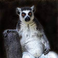 Angry Lemur