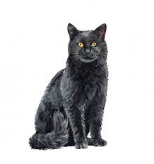 Resultado de imagen de gato negro