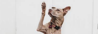 Most of the animals have the same bones, although some are shaped differently and placed in different positions. Dog Leg Anatomy Explained Injury Types And Treatments Medrego Guide