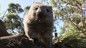 Označite wombat prevode v slovenščina. Ratsel Gelost So Entsteht Der Wurfel Kot Von Wombats Br24