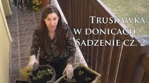 Czy chcesz zapisać aktualne kryteria wyszukiwania? Sadzenie Cz 2 Uprawa Truskawek Wiszacych I Pnacych W Doniczkach Na Balkonie Youtube