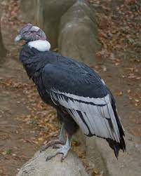 Andean condor - Wikipedia