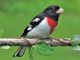 Small Brown Bird With Black And White Wings Rose Breasted Grosbeak Common Birds Backyard Birds Birds