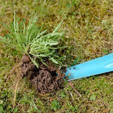 Wie kann man unkraut im rasen mechanisch bekämpfen? Unkraut Im Rasen Funf Tipps Gegen Den Wildwuchs Stern De