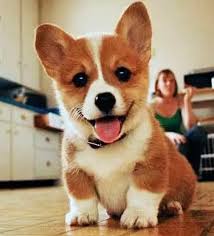 There are some trigger spots that dogs especially love having tickled and rubbed. Do Dogs Really Love You Or Are They Just In It For Food Quora