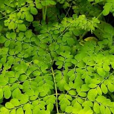 Image result for Moringa