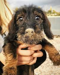 Cute Puppy At The Beach Dachshund Puppies Wire Haired Dachshund Cute Puppies