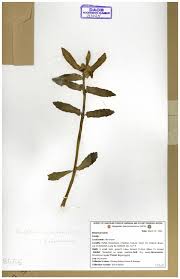 Image result for Enydra fluctuans