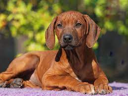 Rhodesian Ridgeback For Sale Rhodesian Ridgeback Puppies Rhodesian Ridgeback Puppies Rhodesian Ridgeback Puppies