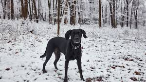 Find out how to entice reluctant drinkers and. How To Keep Your Dog Safe And Warm In Winter